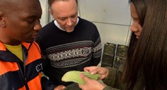 Creepy-crawlies reared in CT to root out alien plants