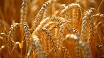 #AgriMarkets: The weather remains a vital part of the discussion in SA wheat market