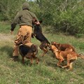 US dogs deployed in SA to counter poaching