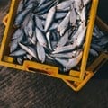 Fishery management needs to be reworked to counter effects of climate change