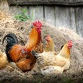 EU short-term outlook for poultry remains strong