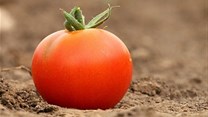 Key findings and insights into the U.S. tomato market
