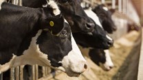 Early intervention could reduce natural disaster impact on livestock