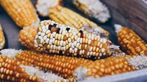 Maize crop estimates remain unchanged