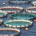 Big jump in employment in South Africa's aquaculture industry