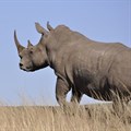 23 poachers arrested in Kruger National Park in 18 days