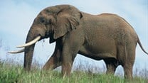 A gigantic trek: what it takes to move 200 elephants 1,500km