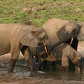 Can sound help save a dwindling elephant population? Scientists using AI think so