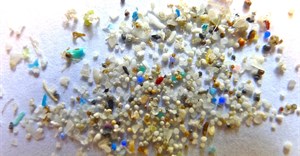 Microplastics. Image by Oregon State University, CC BY-SA 2.0,
