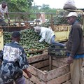 Kenya's 'fruitless years' in South Africa come to an end with avocados re-entering the market