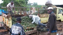 Kenya's 'fruitless years' in South Africa come to an end with avocados re-entering the market