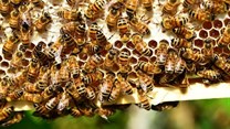 A bee economist explains honey bees' vital role in growing tasty almonds
