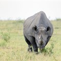Rhino poachers sentenced