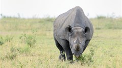 Rhino poachers sentenced
