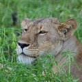 Most lion bones in South Africa come from captive-bred lions. Author supplied