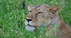 Most lion bones in South Africa come from captive-bred lions. Author supplied