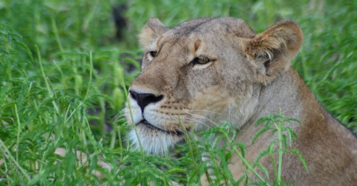 Most lion bones in South Africa come from captive-bred lions. Author supplied