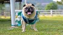 Innovation in food and wearables tackles pet obesity epidemic