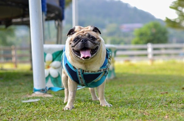 Innovation in food and wearables tackles pet obesity epidemic