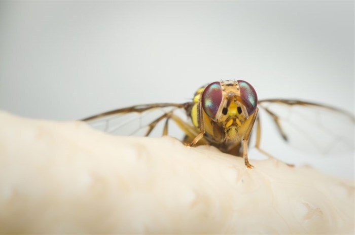 DAFF cautions Oriental Fruit Fly in the Orange River