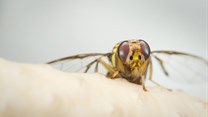 DAFF cautions Oriental Fruit Fly in the Orange River