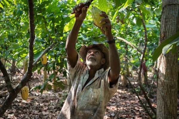 February 23, 2015: Isla de la Amargura, Caceres, Antioquia (Colombia). Jose Blanquiceth harvests cocoa on his farm. .
