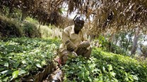 What role can Africa play in contributing to global food security?