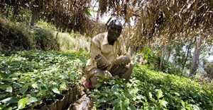What role can Africa play in contributing to global food security?