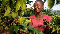 Nespresso's plans to boost coffee production in Zimbabwe