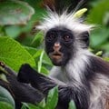 Zanzibar Red Colobus, endemic to Tanzania. Image by by Hasin Shakur, GFDL 1.2,