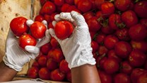 Russia a major destination for SA fresh produce exports