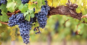 Boosting 2019 wine grape crop by applying best practices
