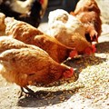 Rising poultry exports fuelling sales of poultry feed