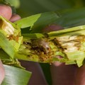 Global actions needed to combat fall armyworm