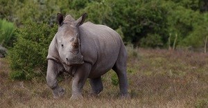 Born Free announces aviation plans to reduce poaching