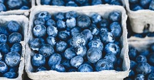 Sustainable blueberries, order of the day for tobacco farmers