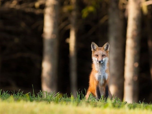 The benefits of being a 'business fox' when scenario planning
