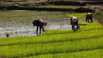 Rice fields in Madagascar. There is a project in the country to increase climate resilience in the rice sector. Shutterstock