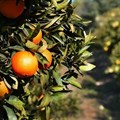 SA citrus exports close in on 2 million tonnes