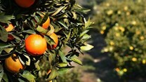 SA citrus exports close in on 2 million tonnes