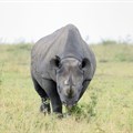 Communities urged to help fight rhino poaching