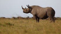 Black rhino carcasses found in Zakouma National Park