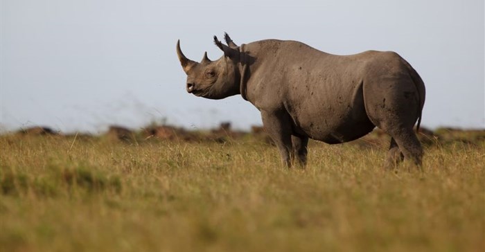 Black rhino carcasses found in Zakouma National Park