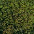 UN helps developing nations improve forest monitoring, management