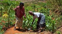 Google donates KSh100m to train Kenyan farmers in digital skills