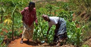 Google donates KSh100m to train Kenyan farmers in digital skills