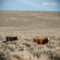 Cattle grazing on public lands near Steens Mountain, Oregon. ,
