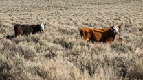 Cattle grazing on public lands near Steens Mountain, Oregon. ,