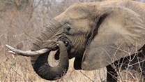 Call for comment on draft amendments for the management of elephants