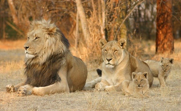 $1bn annually is what's needed to save Africa's lions - here's how we arrived at the price tag